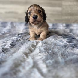 Comet - Cream male Dachshund puppy in Indianapolis, Indiana from Homegrown Hoosier Kennels