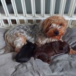 Lexy - Yorkshire Terrier