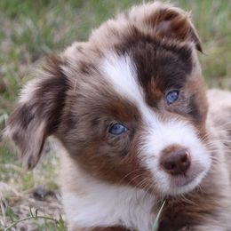 Miniature American Shepherds and Miniature Australian Shepherds from Cross L Miniature American Shepherds
