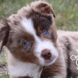 Miniature American Shepherds and Miniature Australian Shepherds from Cross L Miniature American Shepherds