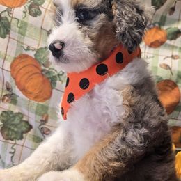 FooFoo - Blue merle male Bernedoodle puppy in Boaz, Alabama from LaDonna's Doodles