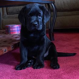 Labrador Retriever Puppies from Lorlyn Labradors