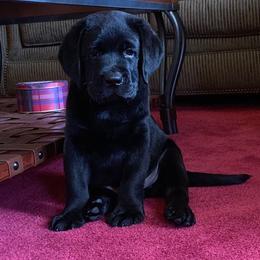 Labrador Retriever Puppies from Lorlyn Labradors