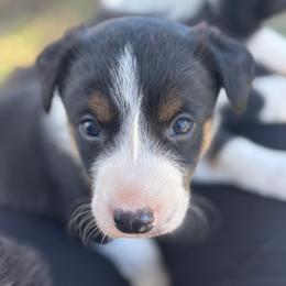 Border Collie Puppies from MACs Border Collies