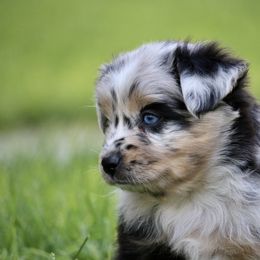 Australian Shepherd, Miniature American Shepherd, Miniature Australian Shepherd, and Toy Australian Shepherd Puppies from Painted Blue Aussies