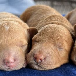 Goldendoodles from Celebrity Doodles MO