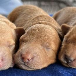 Goldendoodles from Celebrity Doodles MO