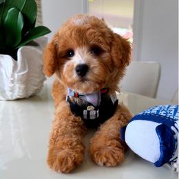 LOUIE - Apricot male Maltipoo puppy in Sugar Land, Texas from Celebrity Maltipoos