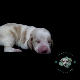 Basset Hound Puppies from Tabitha Schwierking