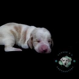 Basset Hound Puppies from Tabitha Schwierking