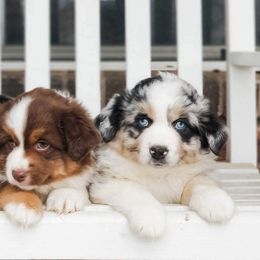 Miniature Australian Shepherd Puppies from Lockhart Mini Aussies