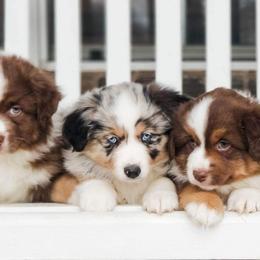 Miniature Australian Shepherd Puppies from Lockhart Mini Aussies