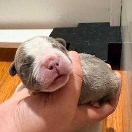 Bagel - Blue fawn male French Bulldog puppy in Opelika, Alabama from Fancy Face Frenchies