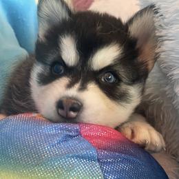 River - Black and white female Siberian Husky puppy in Diamond Lake, Washington from Husky Haven WA
