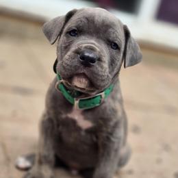 Cane Corso Puppies from Willow Creek Cane Corsos