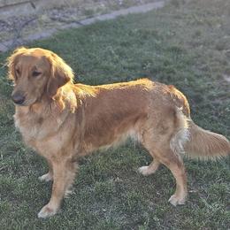 Charlie - Golden Retriever