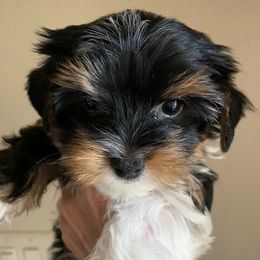 Havanese from Lordocs