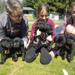 Labrador Retriever Puppies from Wilson Farms & Labradors