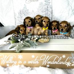 Dachshund Puppies from M.H.P Dachshunds