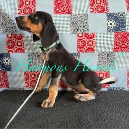 Walter - Blue ticked and tan male Bluetick Coonhound puppy in Mount Pleasant, Texas from Harmons Hounds