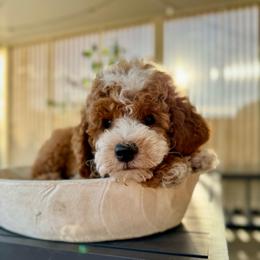 Basil boy - Red  male Goldendoodle puppy in Rio Linda, California from Plush Doodles