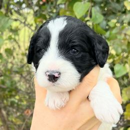 Everest - Black and white male Bernedoodle puppy in Waco, Texas from Hope Valley Doodles