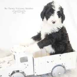 Goldendoodle and Sheepadoodle Puppies from The Farms Precious Doodles
