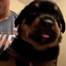 Yellow girl - Black and mahogany female Rottweiler puppy in Colorado Springs, Colorado from Von Locher Rotties