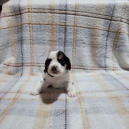 Tri Girl - Black tan and white female Beagle puppy in New River, Arizona from Desert Mountain Dobermans