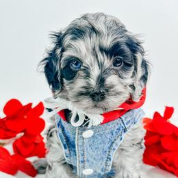 Franklin - Merle male Cockapoo puppy in Otisville, Michigan from Danie’s Darling Doodles LLC