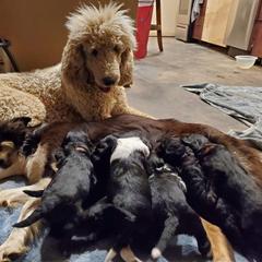 Bordoodle Puppies from JM Lazy S Doodles