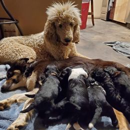 Bordoodle Puppies from JM Lazy S Doodles