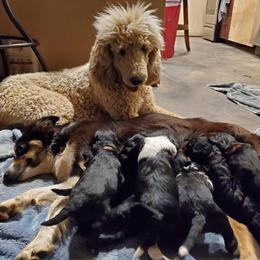 Bordoodle Puppies from JM Lazy S Doodles