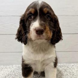 Dawn - Liver white and tan female English Springer Spaniel puppy in Casnovia, Michigan from DESK Springer Spaniels