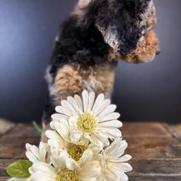 Bernedoodle Puppies from Bernedoodles of Florida