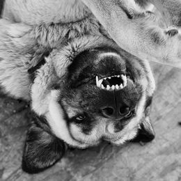 Sire Rollex - Kangal
