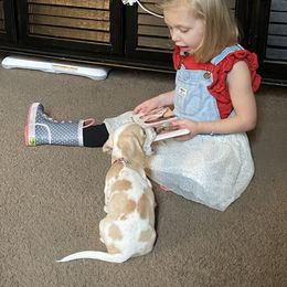 Dachshund Puppies from HP Dachs