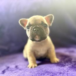 Pepe' - Fawn male French Bulldog puppy in Greeley, Colorado from Mandy Moon French Bulldogs