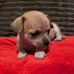 Remi - Fawn female Chihuahua puppy in Jacksonville, Florida from Precious Paws of Florida - Chihuahuas