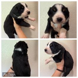 Ruby - Black tri-color female Australian Shepherd puppy in Iola, Texas from MK Aussies