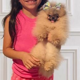 Lolita - Orange sable female Pomeranian puppy in Santa Ana,Ontario, California from Uniquepombabies