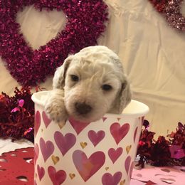 Poodle Puppies from Wild Orchid Poodles