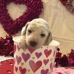 Poodle Puppies from Wild Orchid Poodles
