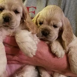 Cocker Spaniels from Che-Lee Cockers