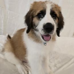 Boy 4 - Brown and white male Saint Berdoodle puppy in Menifee, California from Royal Saint Bernards