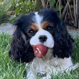 Max - Cavalier King Charles Spaniel