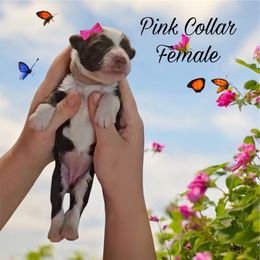 Aussiedoodle, Goldendoodle, and Poodle Puppies from Designer Doodles of South GA