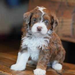 Fenway - Chocolate merle male Bernedoodle puppy in Dundee, Ohio from Down Home Doodle