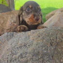 River - Chocolate and tan male Dachshund puppy in West Haven, Utah from Doxie Trails LLC