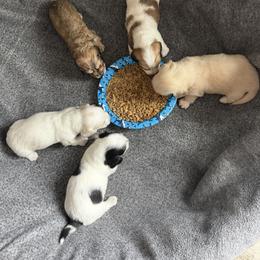 Dachshund Puppies from L&L Dachshunds